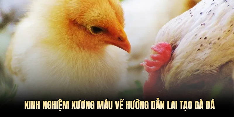 Kinh nghiệm xương máu về hướng dẫn lai tạo gà đá